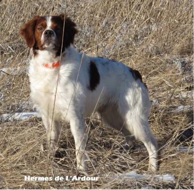 HERMES DE L'ARDOUR (Odet del Pellegrinotti x Clint de L'Ardour).jpg